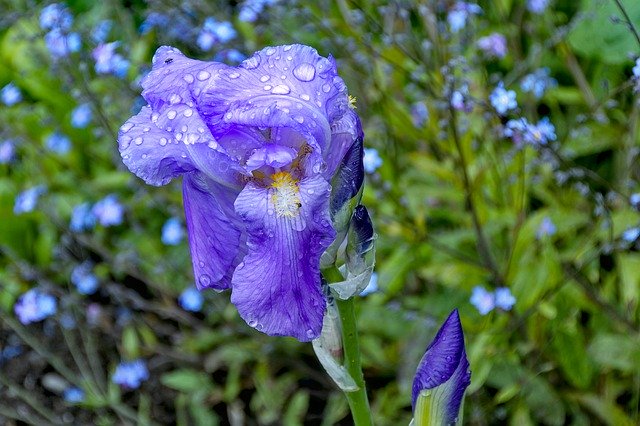 Free download Iris Raindrop Nature -  free photo or picture to be edited with GIMP online image editor