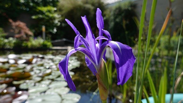 Free download Iris Vijverbloem Purple -  free photo or picture to be edited with GIMP online image editor