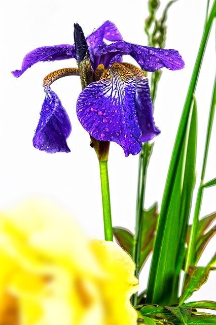 Free download Iris Violet Dwarf Lily -  free photo or picture to be edited with GIMP online image editor