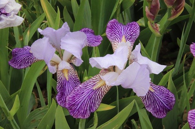 Free download Iris Violet White -  free photo or picture to be edited with GIMP online image editor