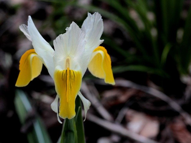 Free download Iris White Yellow -  free photo or picture to be edited with GIMP online image editor