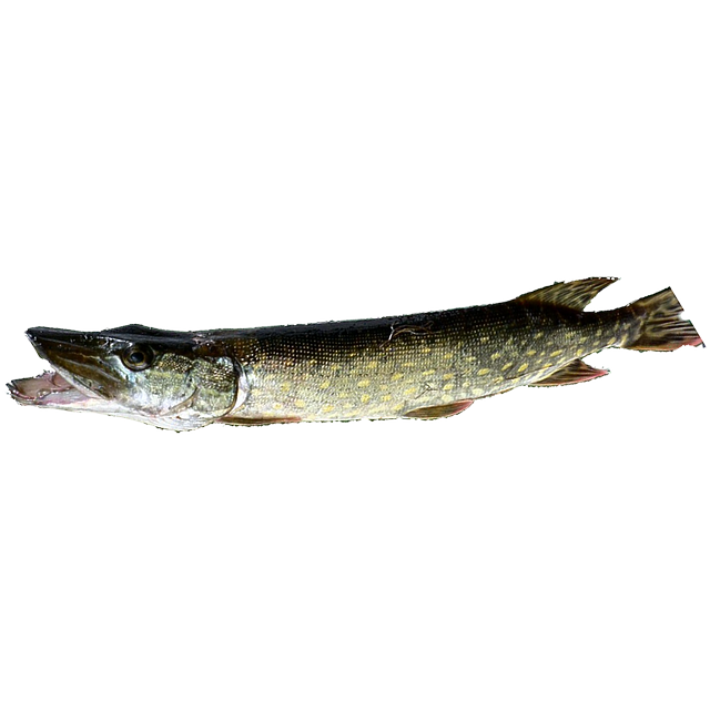 Free download Isolated Pike Fish -  free illustration to be edited with GIMP free online image editor