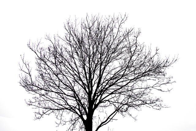 Free download Isolated Tree Cropping Transparent -  free illustration to be edited with GIMP free online image editor