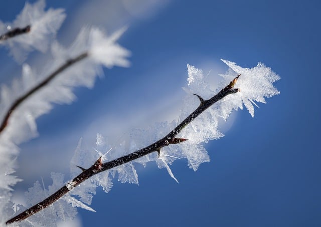 Free download is snow sky twig tags reed free picture to be edited with GIMP free online image editor