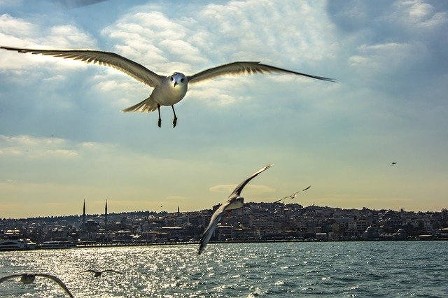 دانلود رایگان Istanbul Seagull Turkey - عکس یا عکس رایگان قابل ویرایش با ویرایشگر تصویر آنلاین GIMP