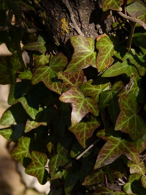 Free download Ivy Leaves Green And Red -  free photo or picture to be edited with GIMP online image editor