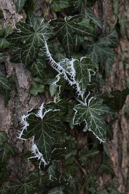 Free download Ivy Leaves Ripe Crystals -  free photo or picture to be edited with GIMP online image editor