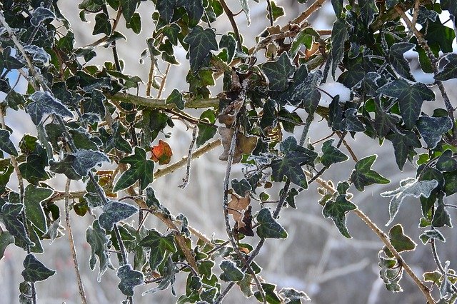 Free download Ivy On The Fence Winter Nature free photo template to be edited with GIMP online image editor