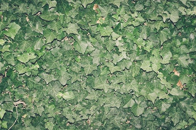 Free download Ivy Plant Climber -  free photo or picture to be edited with GIMP online image editor