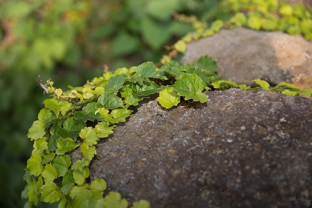 Free download Ivy Stone Plants -  free photo or picture to be edited with GIMP online image editor