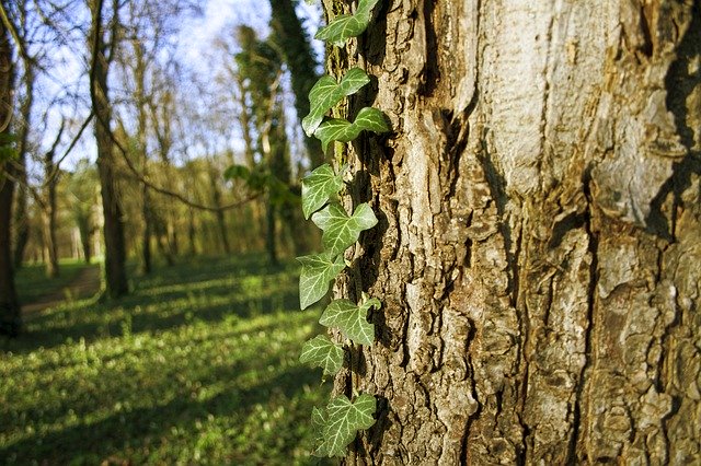 Free download Ivy Tree Nature -  free photo or picture to be edited with GIMP online image editor