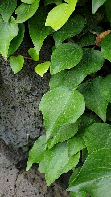 Free download Ivy Vines Jeju Abstract -  free photo or picture to be edited with GIMP online image editor