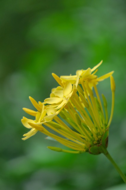 Free download ixora nature flower leaf plant free picture to be edited with GIMP free online image editor