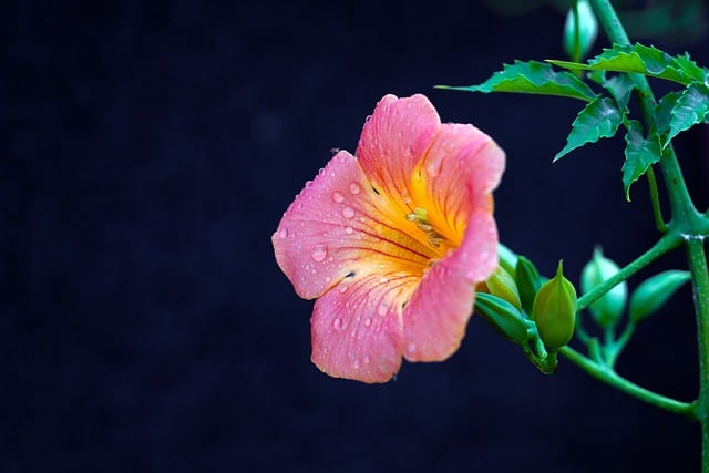 Free download jacaranda flower background nature free picture to be edited with GIMP free online image editor