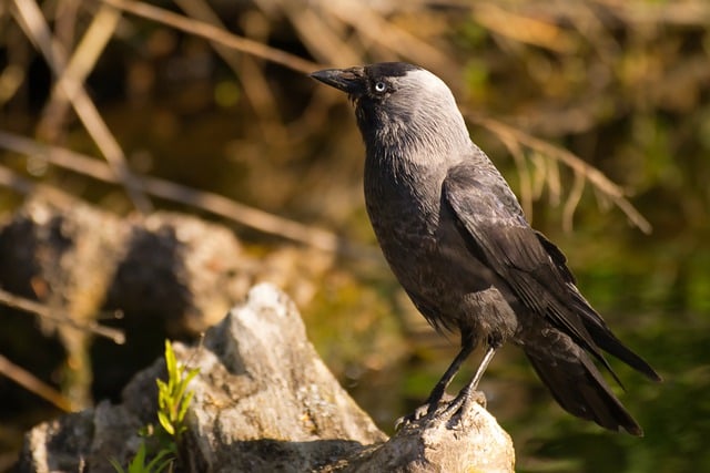 Free download jackdaw bird animal crow beak free picture to be edited with GIMP free online image editor