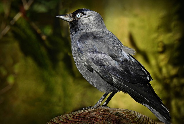 Free download jackdaw bird corvidae feathers free picture to be edited with GIMP free online image editor