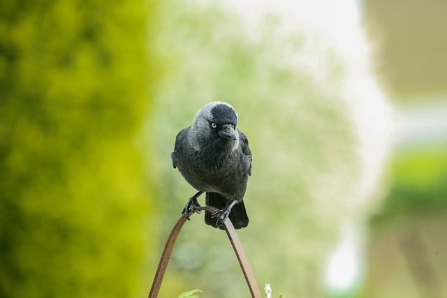 Free download jackdaw black bird crow bird free picture to be edited with GIMP free online image editor