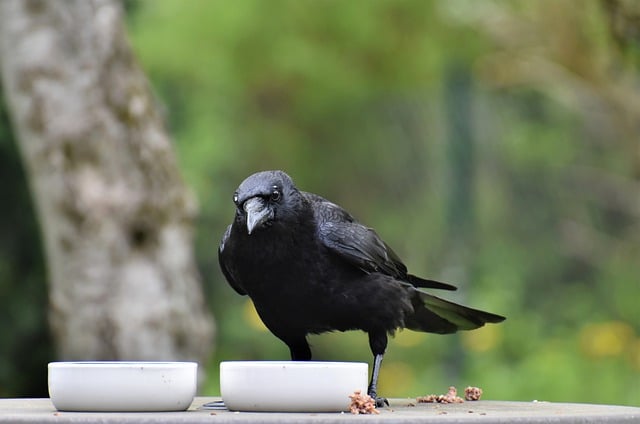 Free download jackdaw crow carrion crow bird free picture to be edited with GIMP free online image editor