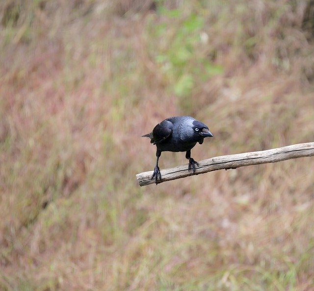 Free download Jackdaw Raven Bird Songbird -  free photo or picture to be edited with GIMP online image editor