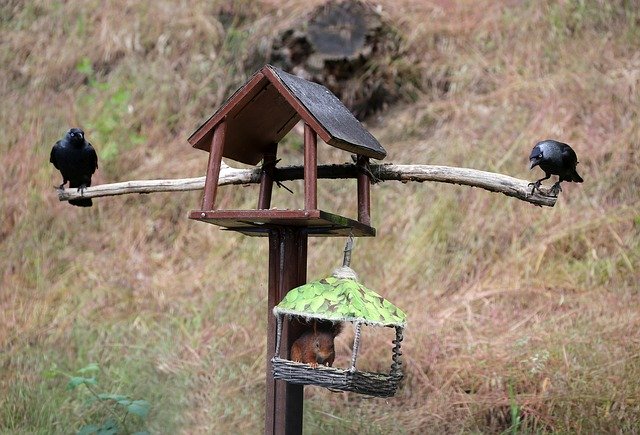 Free download Jackdaws Squirrel Bird Feeder -  free photo or picture to be edited with GIMP online image editor