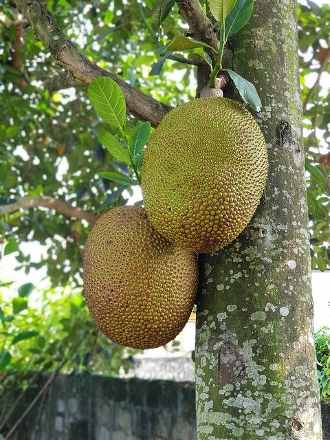 Free download Jack Jackfruit Fruit Delicious -  free photo or picture to be edited with GIMP online image editor