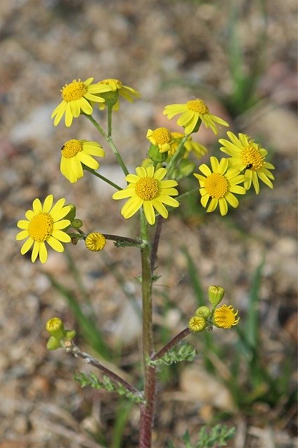 Free download JacobS Ragwort Wild Flower -  free photo or picture to be edited with GIMP online image editor