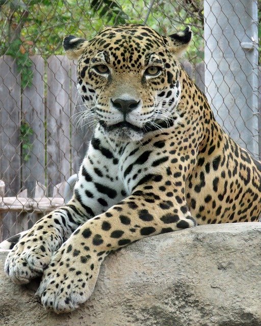 Free download Jaguar Animal Zoo -  free photo or picture to be edited with GIMP online image editor