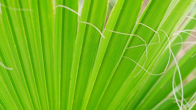 Free download James Palm Fronds -  free photo or picture to be edited with GIMP online image editor