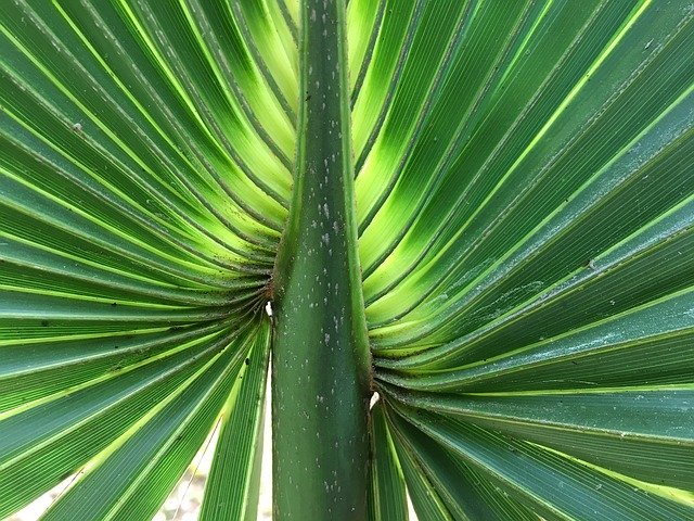 Free download James Sun Palm Fronds -  free photo or picture to be edited with GIMP online image editor