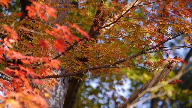 Téléchargement gratuit Japan Autumn Park Autumnal - photo ou image gratuite à modifier avec l'éditeur d'images en ligne GIMP