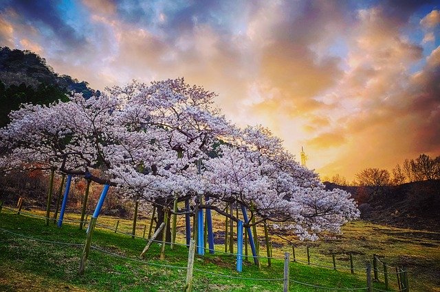 Japan Cherry Blossoms Sunset
