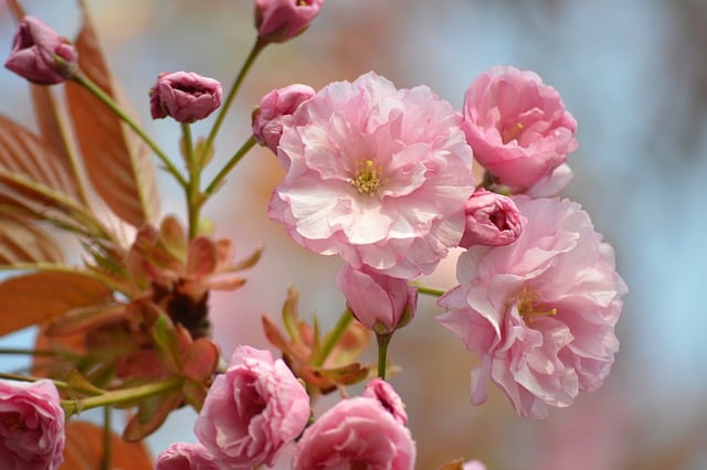 Japanese Cherry Blossom  screen for extension Chrome web store in OffiDocs Chromium