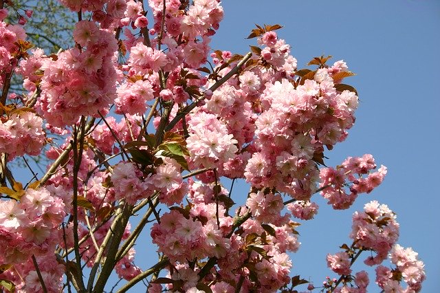 Free download Japanese Cherry Blossom Garden -  free photo or picture to be edited with GIMP online image editor