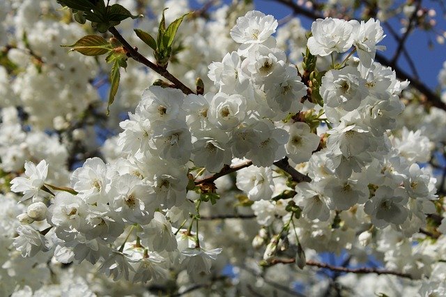 Free download Japanese Cherry Trees Flowers -  free photo or picture to be edited with GIMP online image editor