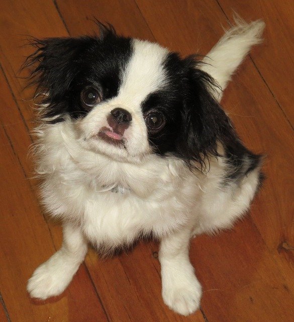 Free download Japanese Chin Dogs Puppy -  free illustration to be edited with GIMP free online image editor