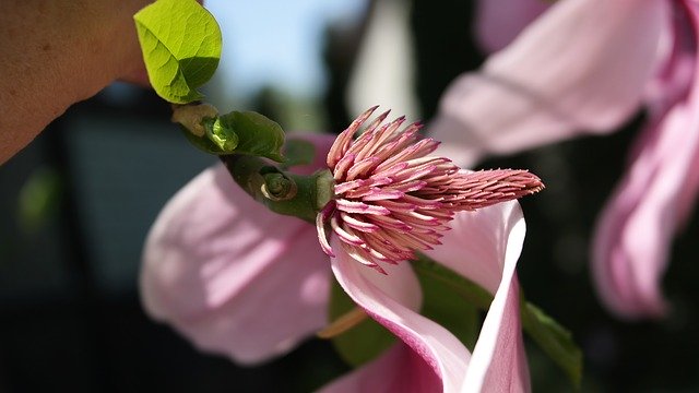 Free download Japanese Magnolia Garden Spring -  free photo or picture to be edited with GIMP online image editor