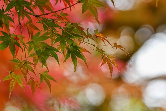 Free download japanese maple fall tree leaves free picture to be edited with GIMP free online image editor