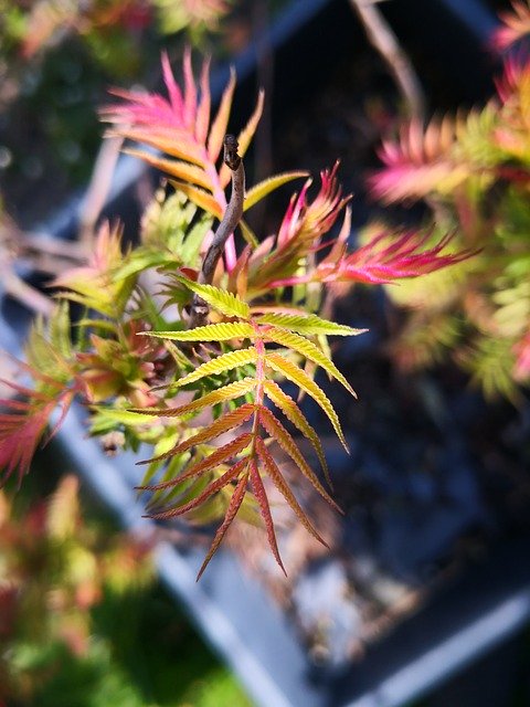 Free download Japanese Maple Plant -  free photo or picture to be edited with GIMP online image editor