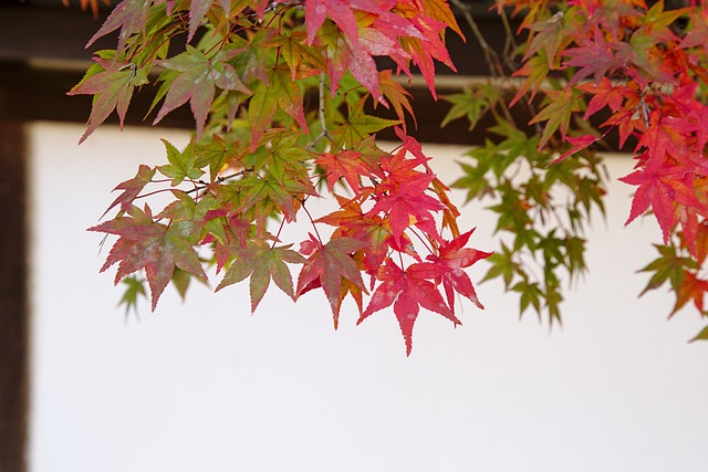 Free download japan fall nanzen ji red free picture to be edited with GIMP free online image editor