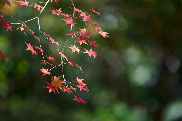 Free download Japan Kyoto Autumn -  free photo or picture to be edited with GIMP online image editor