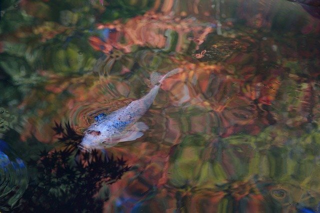 Free download japan nanzen ji koi carp pond free picture to be edited with GIMP free online image editor