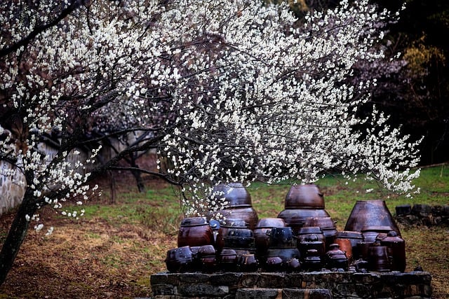 Free download jars plum blossoms flowers free picture to be edited with GIMP free online image editor