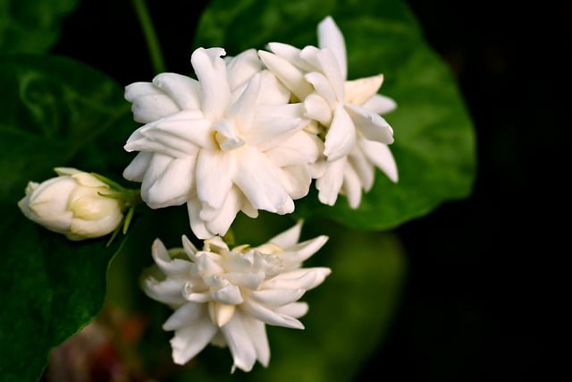 Free download jasmine flowers plant bud free picture to be edited with GIMP free online image editor