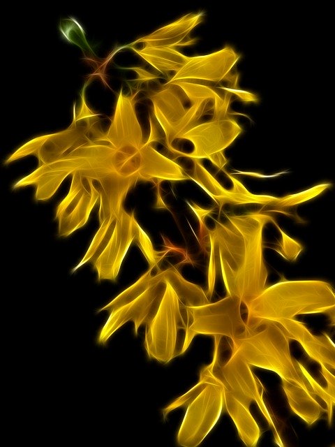 Free download Jasmin Plant Yellow -  free illustration to be edited with GIMP free online image editor