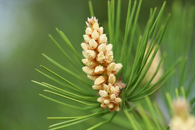 Free download jaw black pine pine cones conifer free picture to be edited with GIMP free online image editor