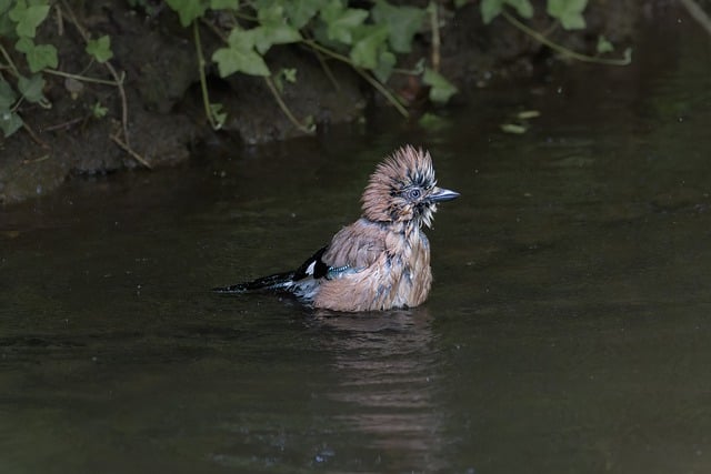 Free download jay beautiful nature lake bird free picture to be edited with GIMP free online image editor