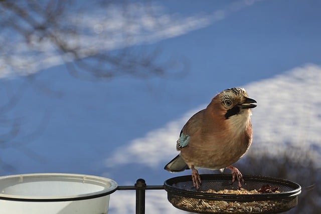 Free download jay bird feeding place winter free picture to be edited with GIMP free online image editor