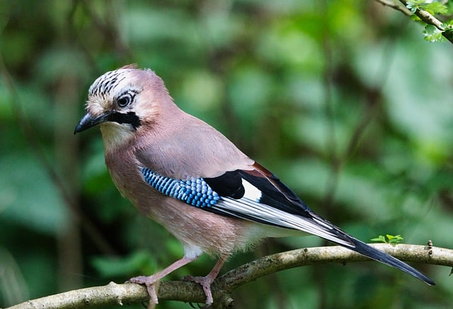 Free download jay bird ornithology nature free picture to be edited with GIMP free online image editor