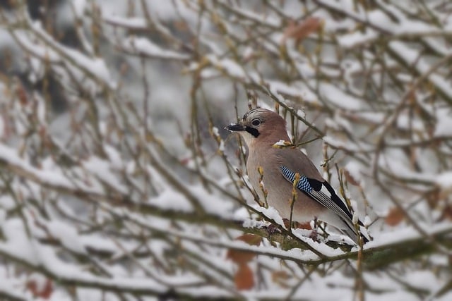 Free download jay bird watching snow cold winter free picture to be edited with GIMP free online image editor