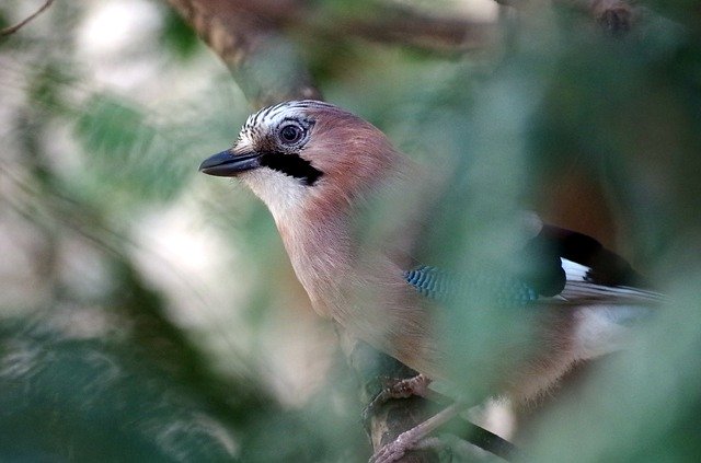 Free download Jay Forest Wild Bird -  free photo or picture to be edited with GIMP online image editor